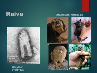 Raiva
Causador:
Lyssavírus
Transmissão: mordida de
 
