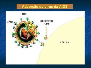 Adsorção do vírus da AIDS 