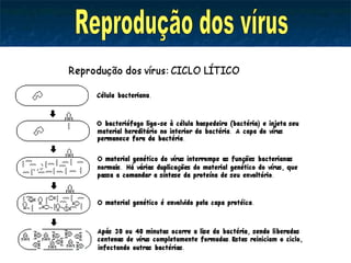 Reprodução dos vírus 