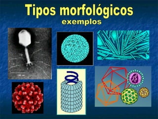 Tipos morfológicos exemplos 