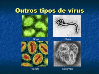 Outros tipos de vírus Gripe  Ebola Varíola  Caxumba 