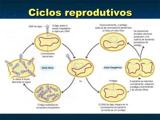 Ciclos reprodutivos 