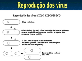 Reprodução dos vírus 