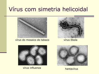 Vírus com simetria helicoidal
vírus do mosaico do tabaco vírus Ebola
vírus influenza hantavírus
 