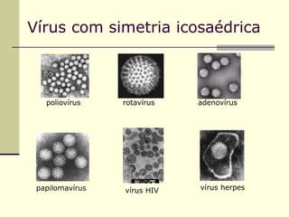 Vírus com simetria icosaédrica
poliovírus rotavírus adenovírus
papilomavírus vírus herpes
vírus HIV
 