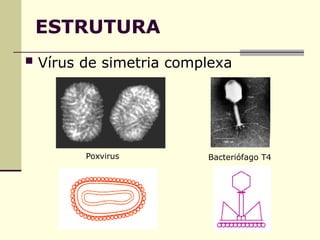 ESTRUTURA
 Vírus de simetria complexa
Poxvirus Bacteriófago T4
 