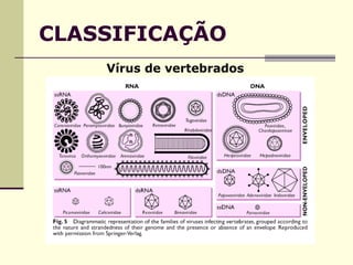 CLASSIFICAÇÃO
Vírus de vertebrados
 