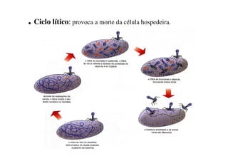 . Ciclo lítico: provoca a morte da célula hospedeira.
 