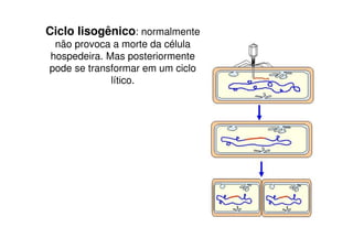 Ciclo lisogênico: normalmente
 não provoca a morte da célula
hospedeira. Mas posteriormente
pode se transformar em um ciclo
             lítico.
 