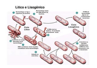 Lítico e Lisogênico
 