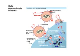 Ciclo
reprodutivo do
vírus HIV:
 