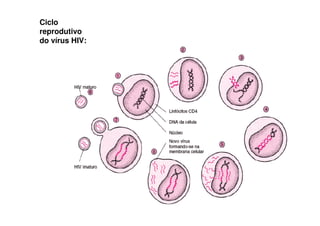 Ciclo
reprodutivo
do vírus HIV:
 