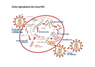 Ciclo reprodutivo do vírus HIV:
 