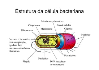 Estrutura da célula bacteriana
 