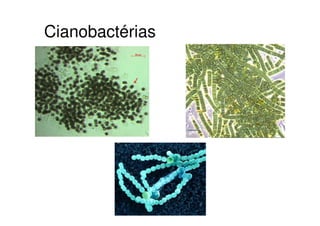 Cianobactérias
 