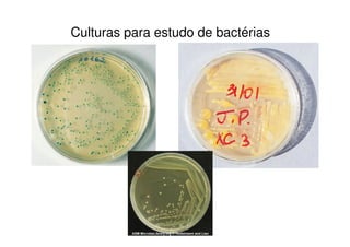 Culturas para estudo de bactérias
 