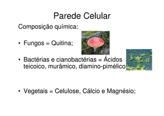 Parede Celular
Composição química:

• Fungos = Quitina;

• Bactérias e cianobactérias = Ácidos
  teicoico, murâmico, diamino-pimélico ;


• Vegetais = Celulose, Cálcio e Magnésio;
 