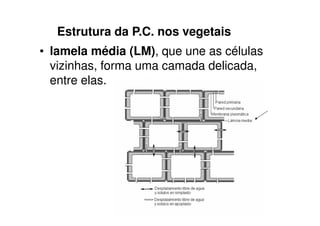 Estrutura da P.C. nos vegetais
• lamela média (LM), que une as células
  vizinhas, forma uma camada delicada,
  entre elas.
 