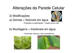 Alterações da Parede Celular
2) Modificações
a) Gomas = Solúveis em água
         - Proteção e sustentação – Usado como cola


b) Mucilagens = Insolúveis em água
          - Aumentar volume, e dar consistência
 