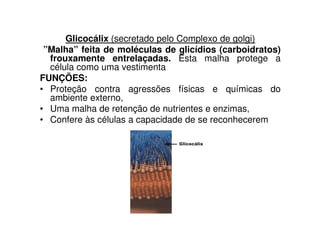 Glicocálix (secretado pelo Complexo de golgi)
 ”Malha” feita de moléculas de glicídios (carboidratos)
  frouxamente entrelaçadas. Esta malha protege a
  célula como uma vestimenta
FUNÇÕES:
• Proteção contra agressões físicas e químicas do
  ambiente externo,
• Uma malha de retenção de nutrientes e enzimas,
• Confere às células a capacidade de se reconhecerem
 