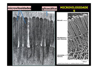 microvilosidades   glicocálice   MICROVILOSIDADE
                                        S
 