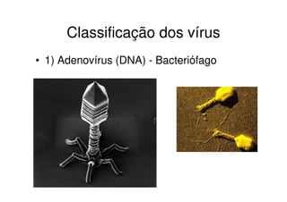 Classificação dos vírus
• 1) Adenovírus (DNA) - Bacteriófago
 