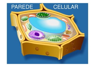 Plasmodesmos
• Durante a formação das células,
  elementos      tubulares   do   retículo
  endoplasmático ficam retidos e...