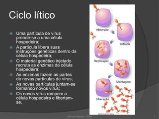 Ciclo lítico
 Uma partícula de vírus
prende-se a uma célula
hospedeira;
 A partícula libera suas
instruções genéticas dentro da
célula hospedeira;
 O material genético injetado
recruta as enzimas da célula
hospedeira;
 As enzimas fazem as partes
de novas partículas de vírus;
 As novas partículas juntam-se
formando novos vírus;
 Os novos vírus rompem a
célula hospedeira e libertam-
se.
Ciências Naturais - ICRM 7
 