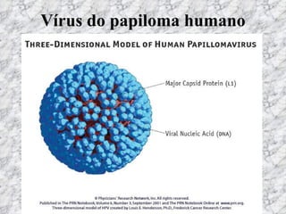 Vírus do papiloma humano 
