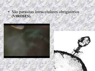 São parasitas intracelulares obrigatórios   (VIROSES). 