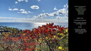 Cliffcrest Scarborough
Village SW
Residents Association
Inaugural Nature
Photo Contest
Submissions
2020/2021
NAME: Sue B
L...