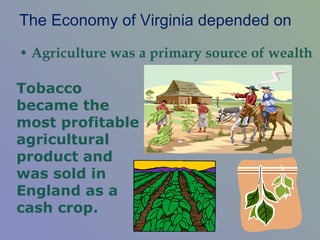 The Economy of Virginia depended on Agriculture was a primary source of wealth Tobacco became the most profitable agricultural product and was sold in England as a cash crop. 