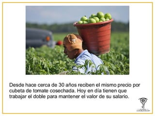 Desde hace cerca de 30 años reciben el mismo precio por cubeta de tomate cosechada. Hoy en día tienen que trabajar el doble para mantener el valor de su salario. 