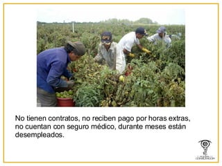 No tienen contratos, no reciben pago por horas extras, no cuentan con seguro médico, durante meses están desempleados.  
