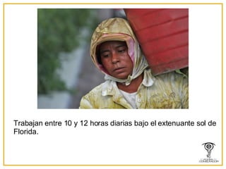 Trabajan entre 10 y 12 horas diarias bajo el extenuante sol de Florida. 