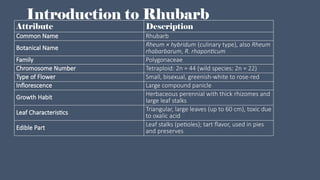Rose Family Rheum Production technology of perennial vegetable | PPTX