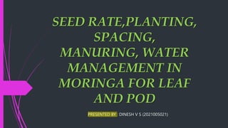 SEED RATE,PLANTING,
SPACING,
MANURING, WATER
MANAGEMENT IN
MORINGA FOR LEAF
AND POD
PRESENTED BY : DINESH V S (2021005021)
 
