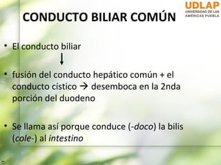 CONDUCTO BILIAR COMÚN

• El conducto biliar

• fusión del conducto hepático común + el
  conducto cístico  desemboca en la 2nda
  porción del duodeno

• Se llama así porque conduce (-doco) la bilis
  (cole-) al intestino
 
