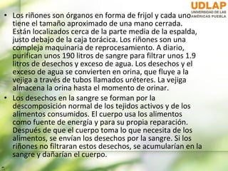 • Los riñones son órganos en forma de frijol y cada uno
  tiene el tamaño aproximado de una mano cerrada.
  Están localizados cerca de la parte media de la espalda,
  justo debajo de la caja torácica. Los riñones son una
  compleja maquinaria de reprocesamiento. A diario,
  purifican unos 190 litros de sangre para filtrar unos 1.9
  litros de desechos y exceso de agua. Los desechos y el
  exceso de agua se convierten en orina, que fluye a la
  vejiga a través de tubos llamados uréteres. La vejiga
  almacena la orina hasta el momento de orinar.
• Los desechos en la sangre se forman por la
  descomposición normal de los tejidos activos y de los
  alimentos consumidos. El cuerpo usa los alimentos
  como fuente de energía y para su propia reparación.
  Después de que el cuerpo toma lo que necesita de los
  alimentos, se envían los desechos por la sangre. Si los
  riñones no filtraran estos desechos, se acumularían en la
  sangre y dañarían el cuerpo.
 