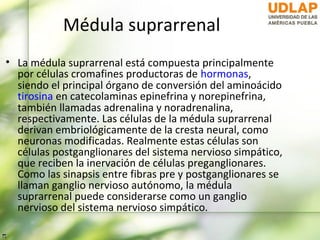 Médula suprarrenal
• La médula suprarrenal está compuesta principalmente
  por células cromafines productoras de hormonas,
  siendo el principal órgano de conversión del aminoácido
  tirosina en catecolaminas epinefrina y norepinefrina,
  también llamadas adrenalina y noradrenalina,
  respectivamente. Las células de la médula suprarrenal
  derivan embriológicamente de la cresta neural, como
  neuronas modificadas. Realmente estas células son
  células postganglionares del sistema nervioso simpático,
  que reciben la inervación de células preganglionares.
  Como las sinapsis entre fibras pre y postganglionares se
  llaman ganglio nervioso autónomo, la médula
  suprarrenal puede considerarse como un ganglio
  nervioso del sistema nervioso simpático.
 