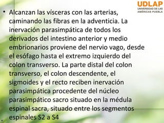 • Alcanzan las vísceras con las arterias,
  caminando las fibras en la adventicia. La
  inervación parasimpática de todos los
  derivados del intestino anterior y medio
  embrionarios proviene del nervio vago, desde
  el esófago hasta el extremo izquierdo del
  colon transverso. La parte distal del colon
  transverso, el colon descendente, el
  sigmoides y el recto reciben inervación
  parasimpática procedente del núcleo
  parasimpático sacro situado en la médula
  espinal sacra, situado entre los segmentos
  espinales S2 a S4
 