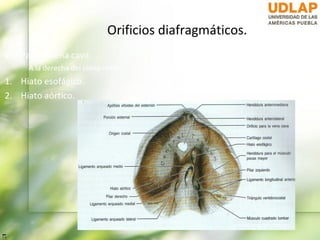 Orificios diafragmáticos.
1. Para la vena cava
     A la derecha del plano medio.
1. Hiato esofágico.
2. Hiato aórtico.
 