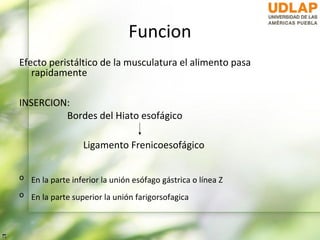 Funcion
Efecto peristáltico de la musculatura el alimento pasa
   rapidamente

INSERCION:
         Bordes del Hiato esofágico

                  Ligamento Frenicoesofágico

o En la parte inferior la unión esófago gástrica o línea Z
o En la parte superior la unión farigorsofagica
 
