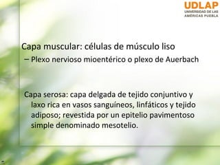 Capa muscular: células de músculo liso
– Plexo nervioso mioentérico o plexo de Auerbach



Capa serosa: capa delgada de tejido conjuntivo y
  laxo rica en vasos sanguíneos, linfáticos y tejido
  adiposo; revestida por un epitelio pavimentoso
  simple denominado mesotelio.
 