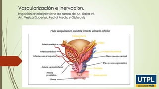 Vascularización e Inervación.
Irrigación arterial proviene de ramas de Art. Iliaca Int.
Art. Vesical Superior, Rectal Media y Obturatriz

 