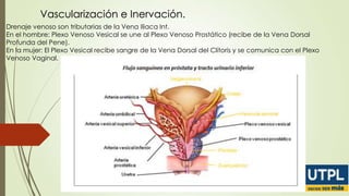 Vascularización e Inervación.
Drenaje venoso son tributarias de la Vena Iliaca Int.
En el hombre: Plexo Venoso Vesical se une al Plexo Venoso Prostático (recibe de la Vena Dorsal
Profunda del Pene).
En la mujer: El Plexo Vesical recibe sangre de la Vena Dorsal del Clítoris y se comunica con el Plexo
Venoso Vaginal.

 