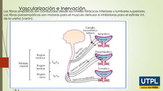 Vascularización edesde los niveles torácicos inferiores y lumbares superiores.
Inervación.
Las fibras simpáticas son conducidas
Las fibras parasimpáticas son motoras para el musculo detrusor e inhibidoras para el esfínter int.
de la uretra (varón).

 