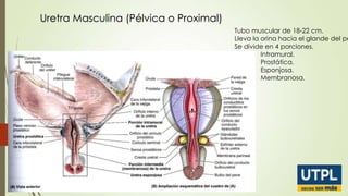 Uretra Masculina (Pélvica o Proximal)

Tubo muscular de 18-22 cm.
Lleva la orina hacia el glande del pe
Se divide en 4 porciones.
Intramural.
Prostática.
Esponjosa.
Membranosa.

 