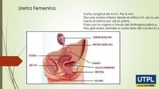 Uretra Femenina

Corta, longitud de 4 cm. Por 6 mm.
Discurre antero-inferior desde el orificio int. de la uret
hacia el orificio ext. de la uretra.
Pasa con la vagina a través del diafragma pélvico.
Hay glándulas uretrales a cada lado del conducto p

 