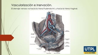 Vascularización e Inervación.
El drenaje venoso va hacia la Vena Pudenda Int. y hacia la Vena Vaginal.

 
